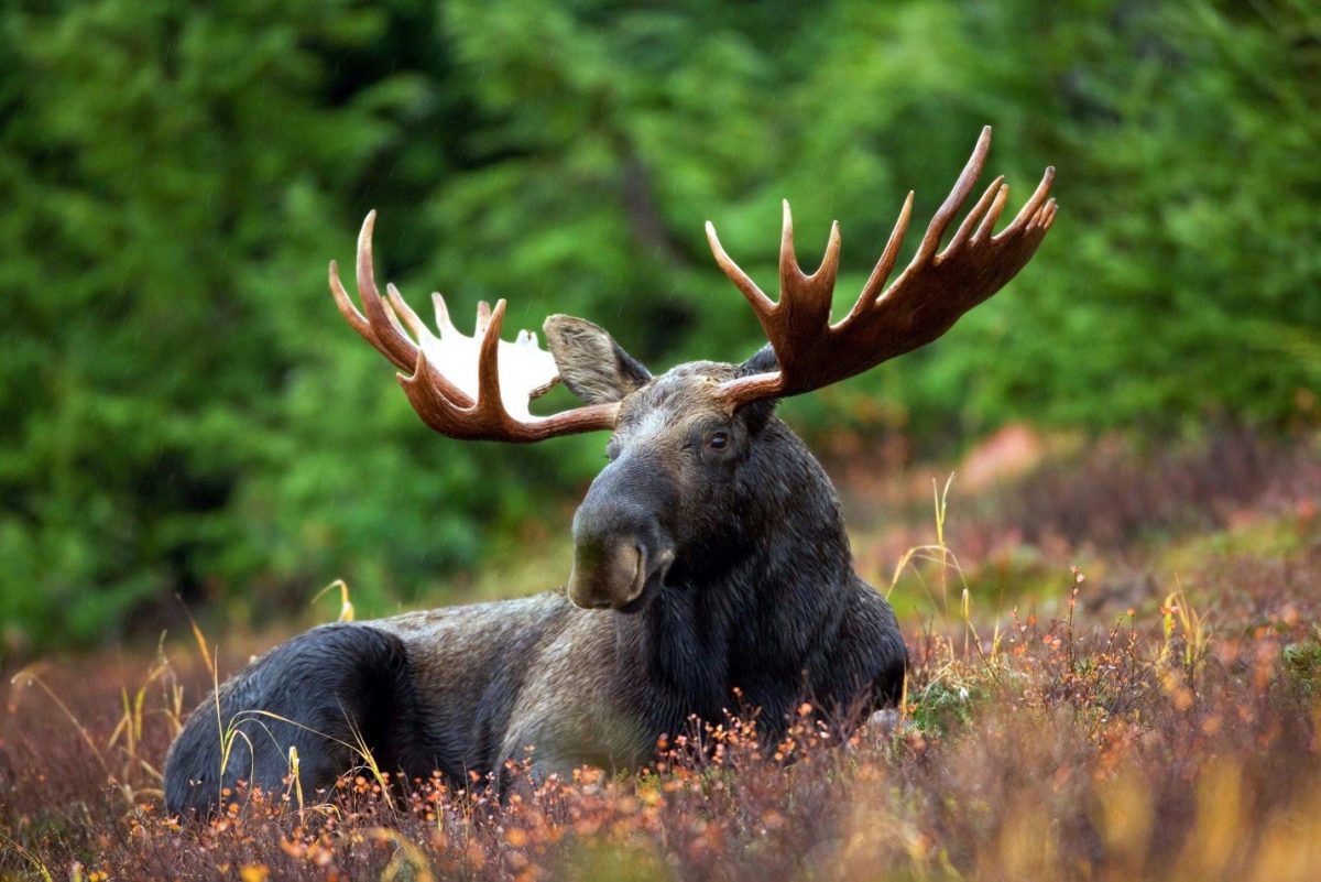 Moose abundance in the former Soviet Union can be predicted from the DHI Photo source: pexels.com