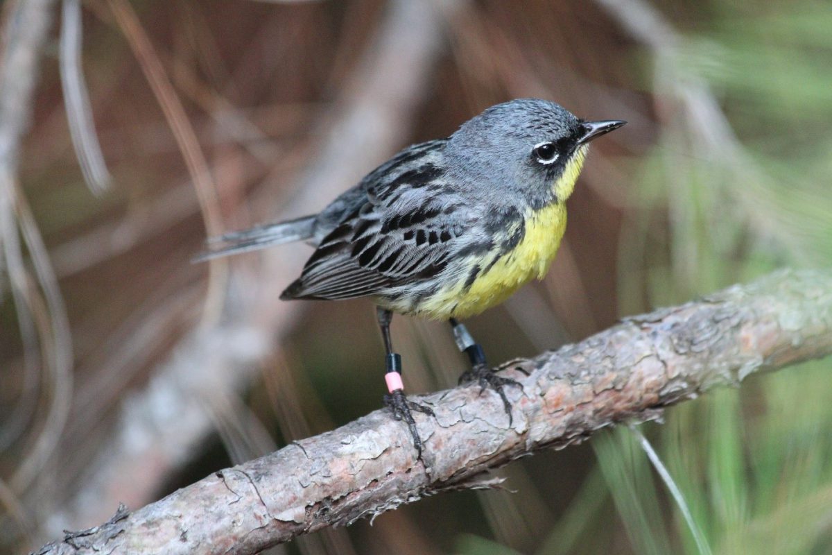 Figure 2 Male Kirtland's warbler. (c) Ashley Olah 2016