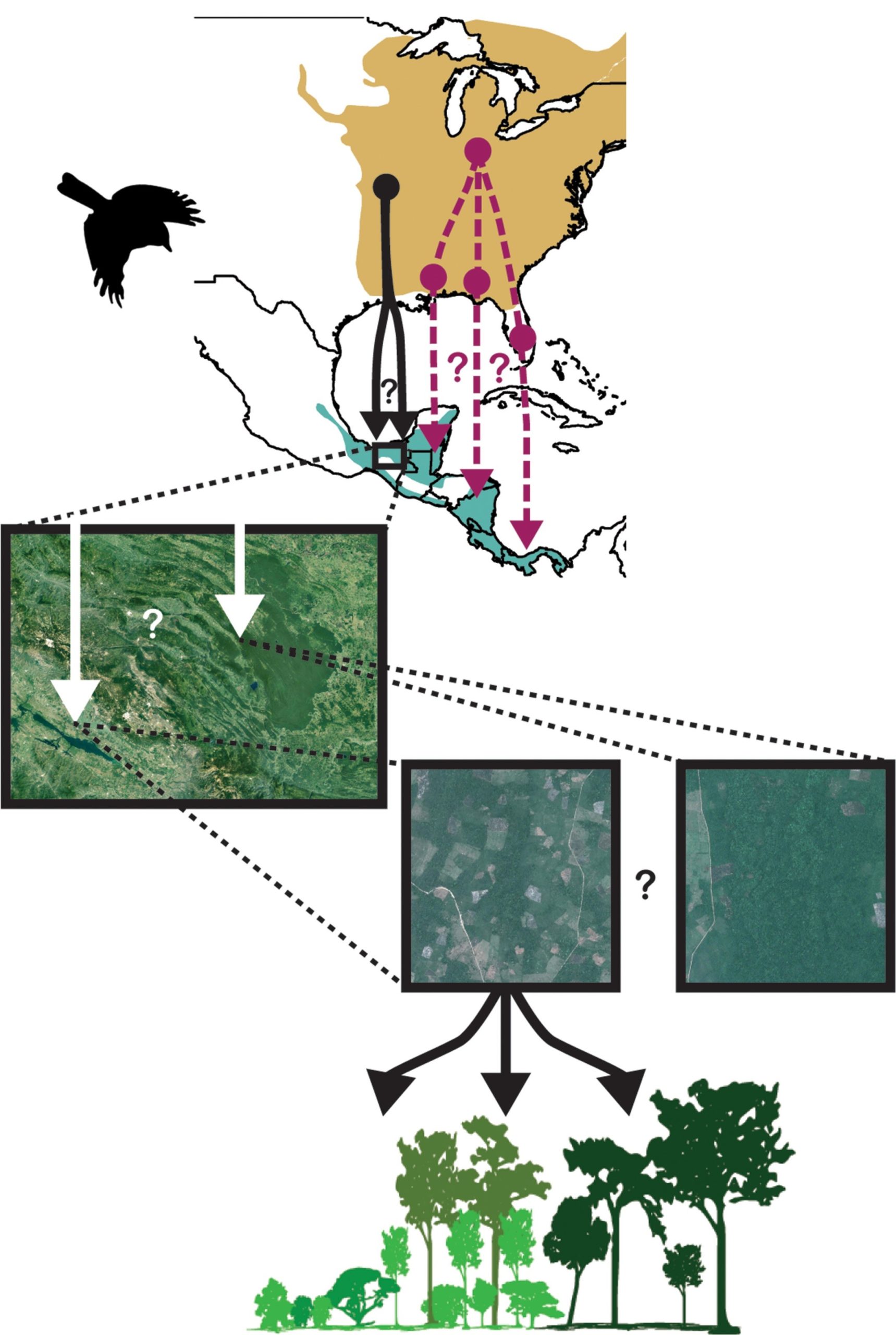How well can deep learning models explain multiscale hierarchical